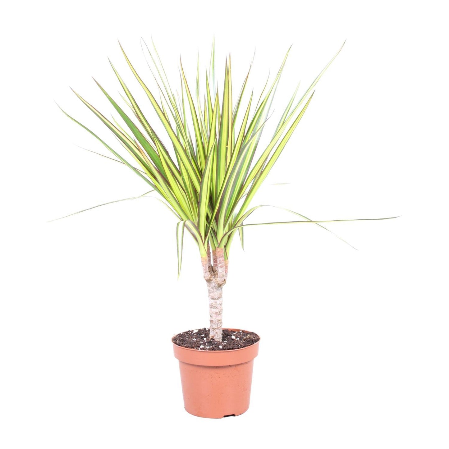 Dracaena Sunray Single Trunk - Ø12cm - ↕50cm