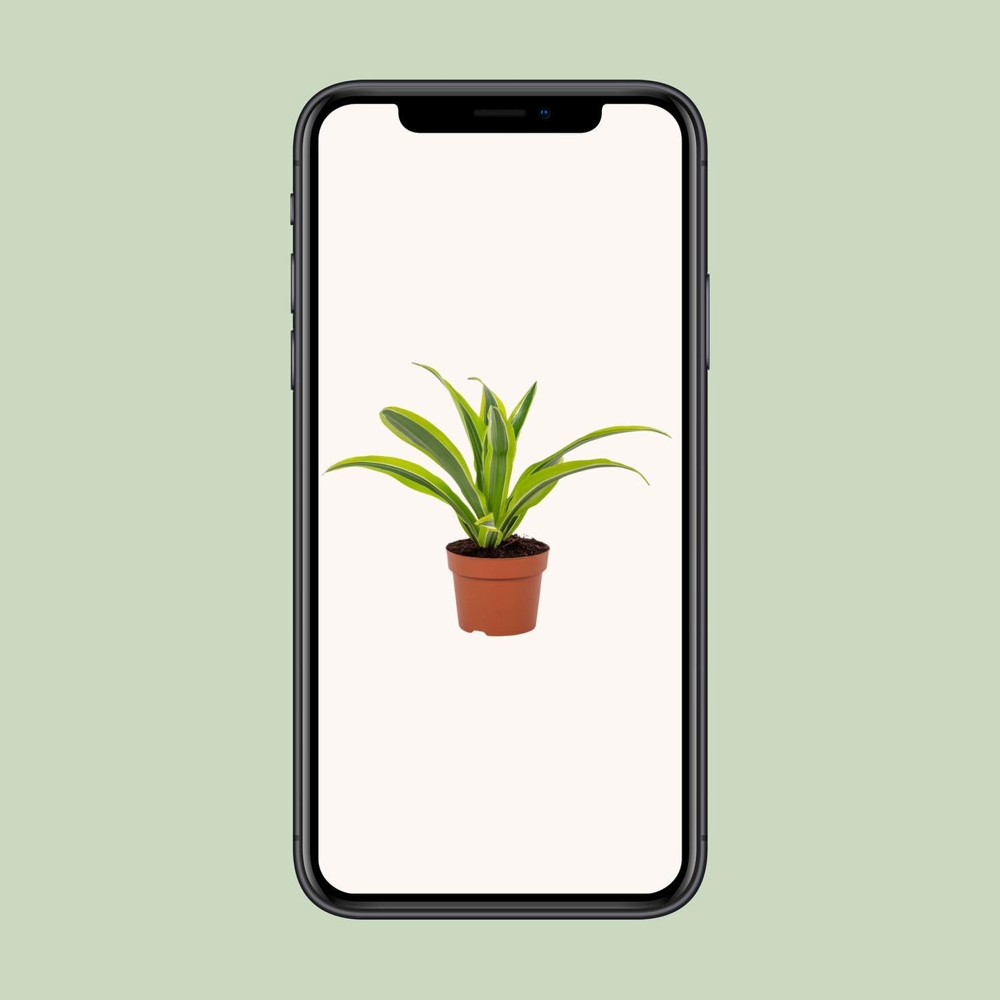 Dracaena Lemon Lime - Ø12cm - ↕27cm