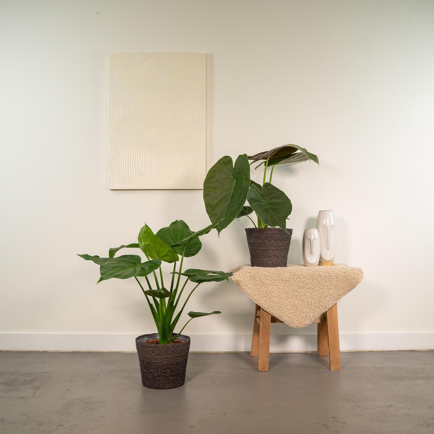 Alocasia Cucullata + Alocasia Wentii