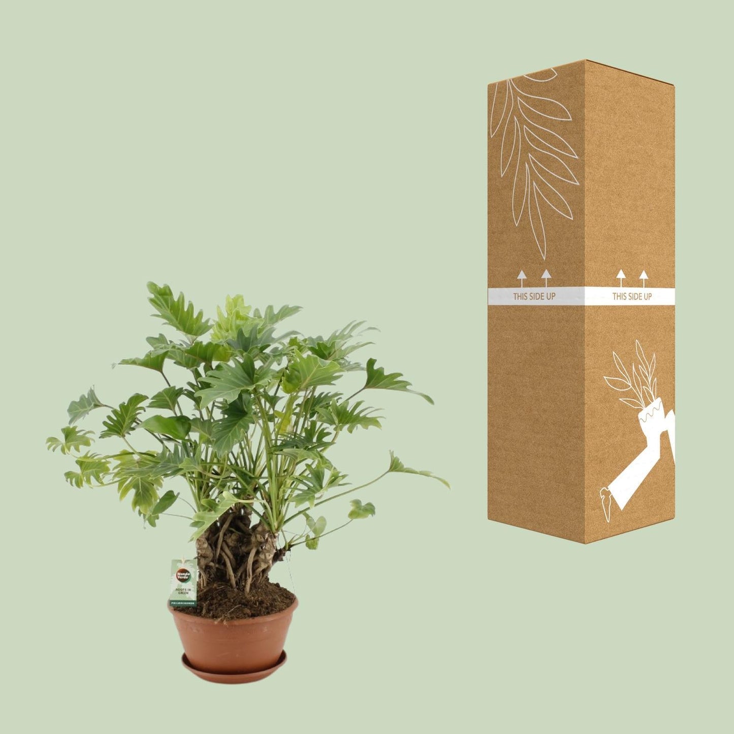 Philodendron Xanadu sur tronc - Ø22cm - ↕50cm