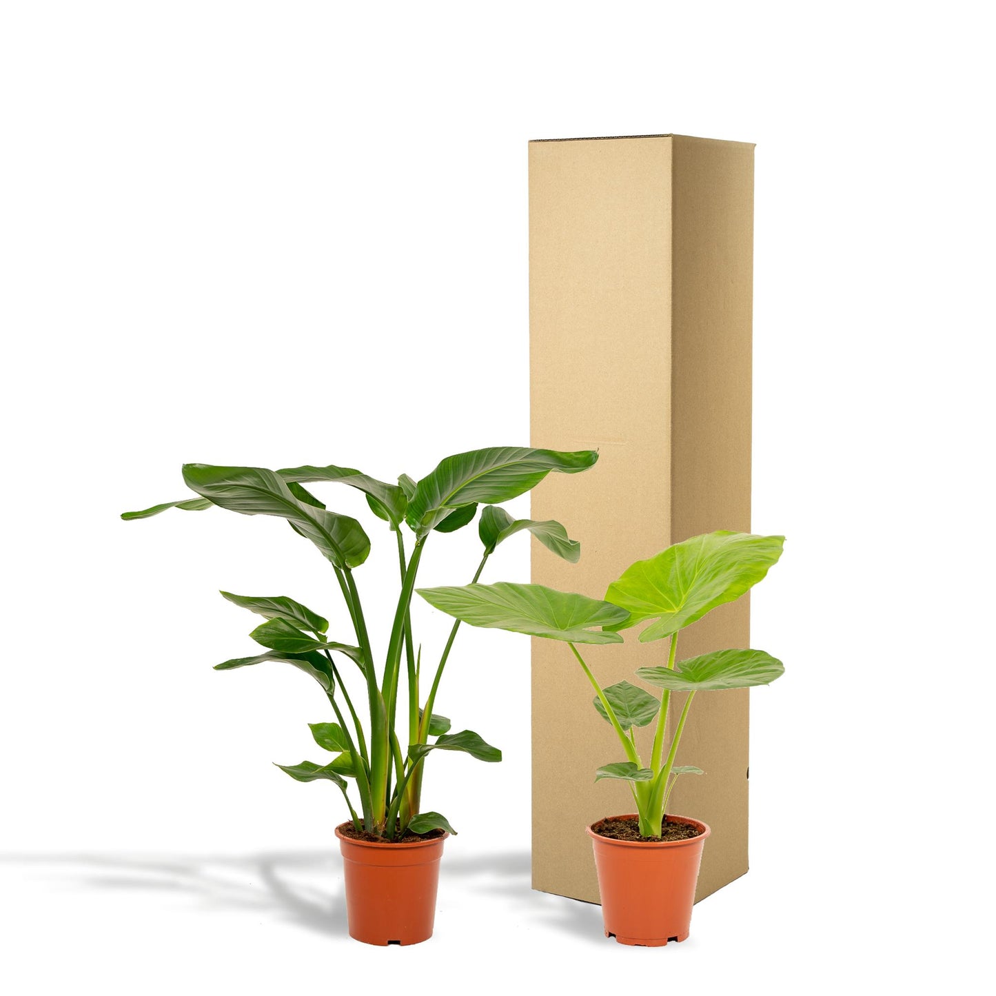 Strelitzia Nicolai + Alocasia Macrorrhiza