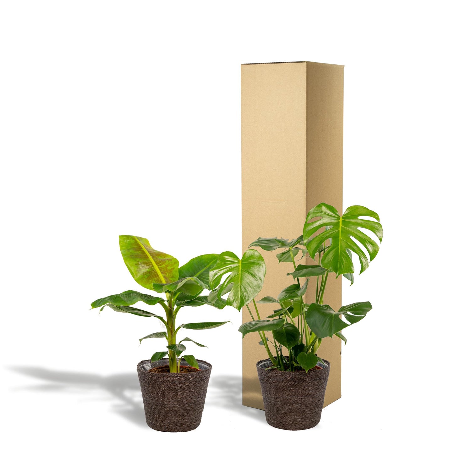 Monstera Deliciosa + Musa Dwarf Cavendish + Mand Igmar
