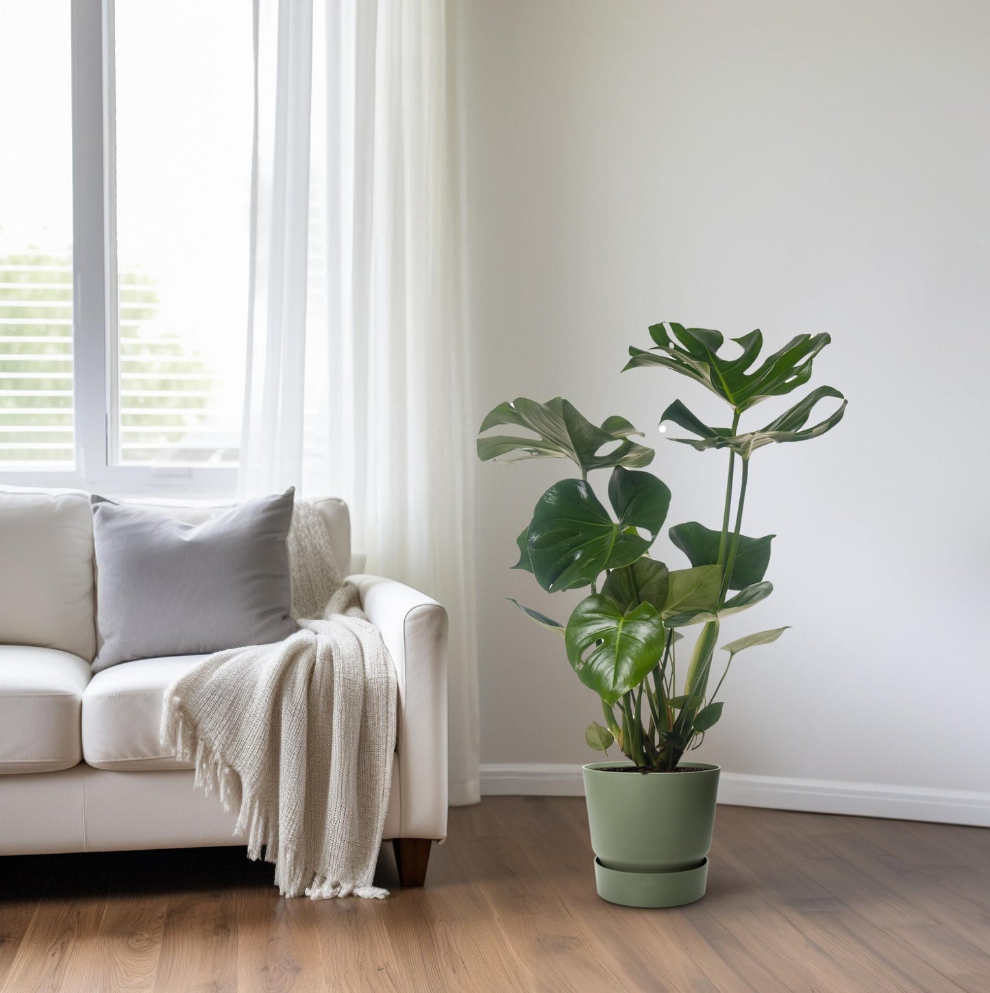 Monstera Deliciosa - Ø21cm - ↕75cm (1)