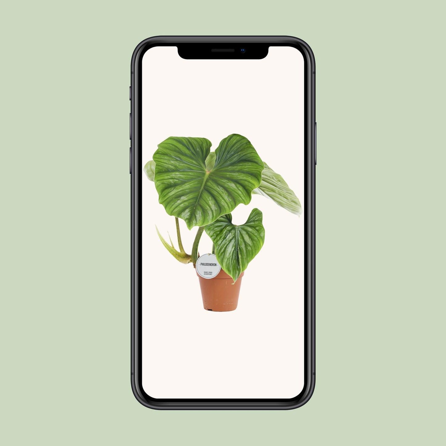 Philodendron Ploughmanii - Ø15cm - ↕50cm