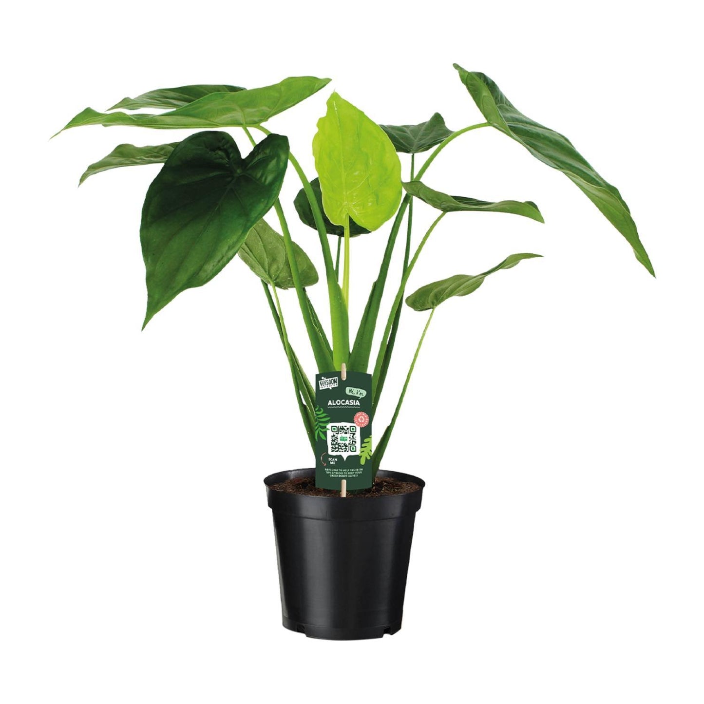 Alocasia Cucullata - Olifantsoor - 55cm - 19cm breed
