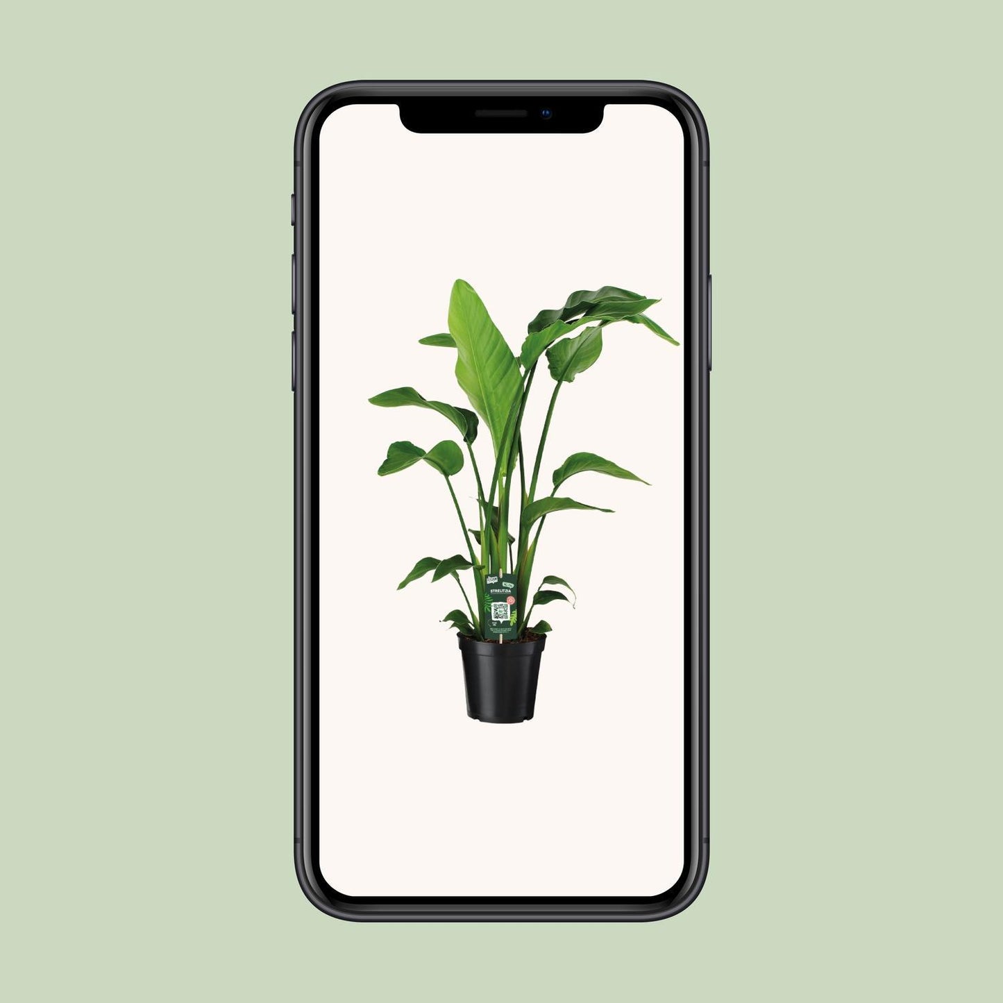 Strelitzia Nicolaï - Ø19 ↕90