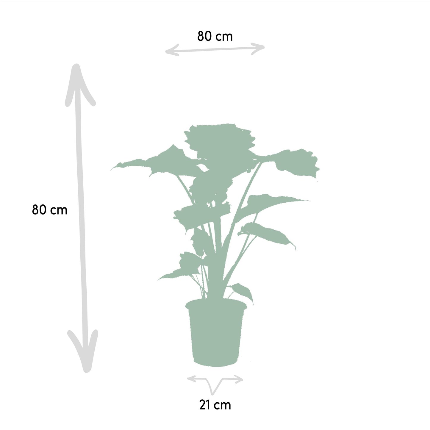 Alocasia Wentii + Alocasia Portodora