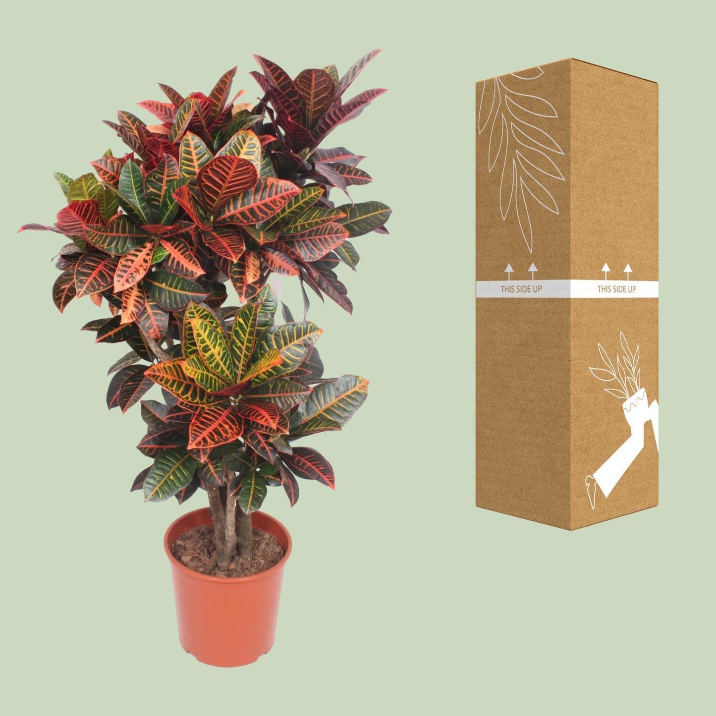 Codiaeum Petra (Croton Petra) - Ø30cm - ↕130cm