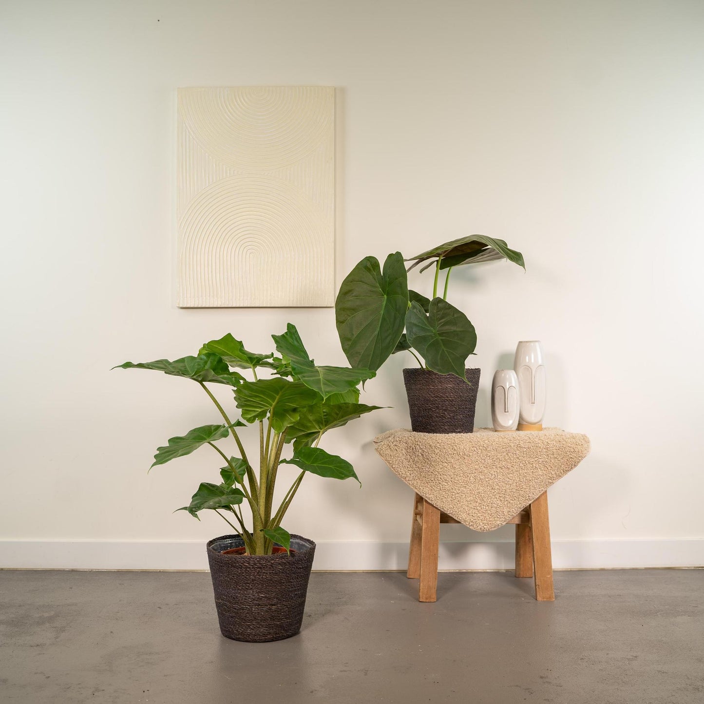 Alocasia Wentii + Alocasia Portodora