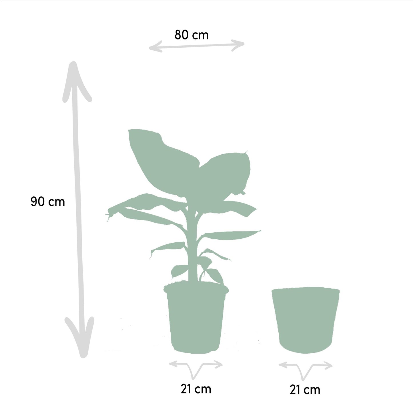 Monstera Deliciosa + Musa Dwarf Cavendish + Mand Igmar