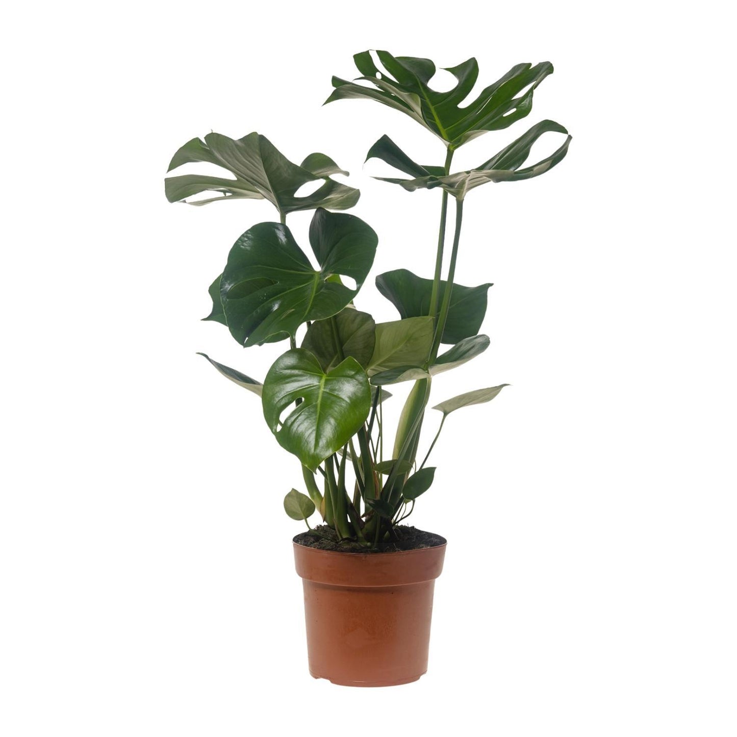Monstera Deliciosa - Ø21cm - ↕75cm (1)