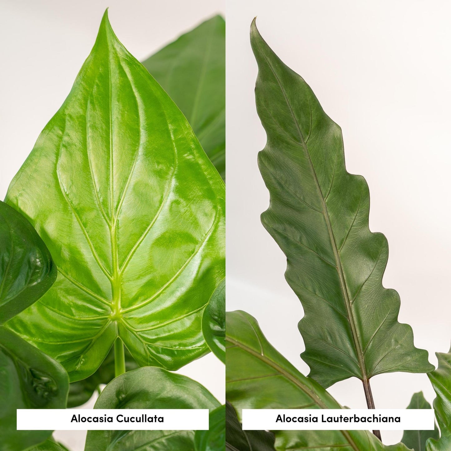 Alocasia Cucullata + Alocasia Lauterbachiana + Mand Igmar