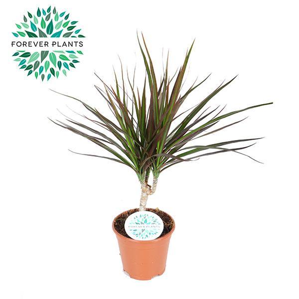Dracaena Magenta - Ø14cm - ↕55cm