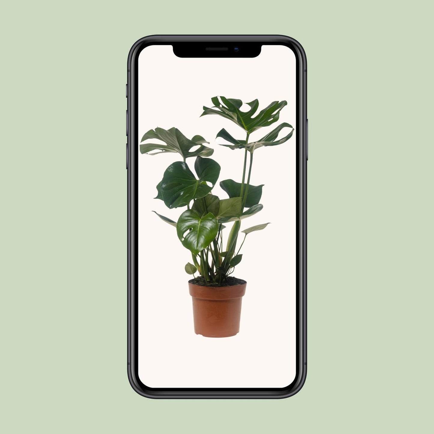 Monstera Deliciosa - Ø21cm - ↕75cm (1)