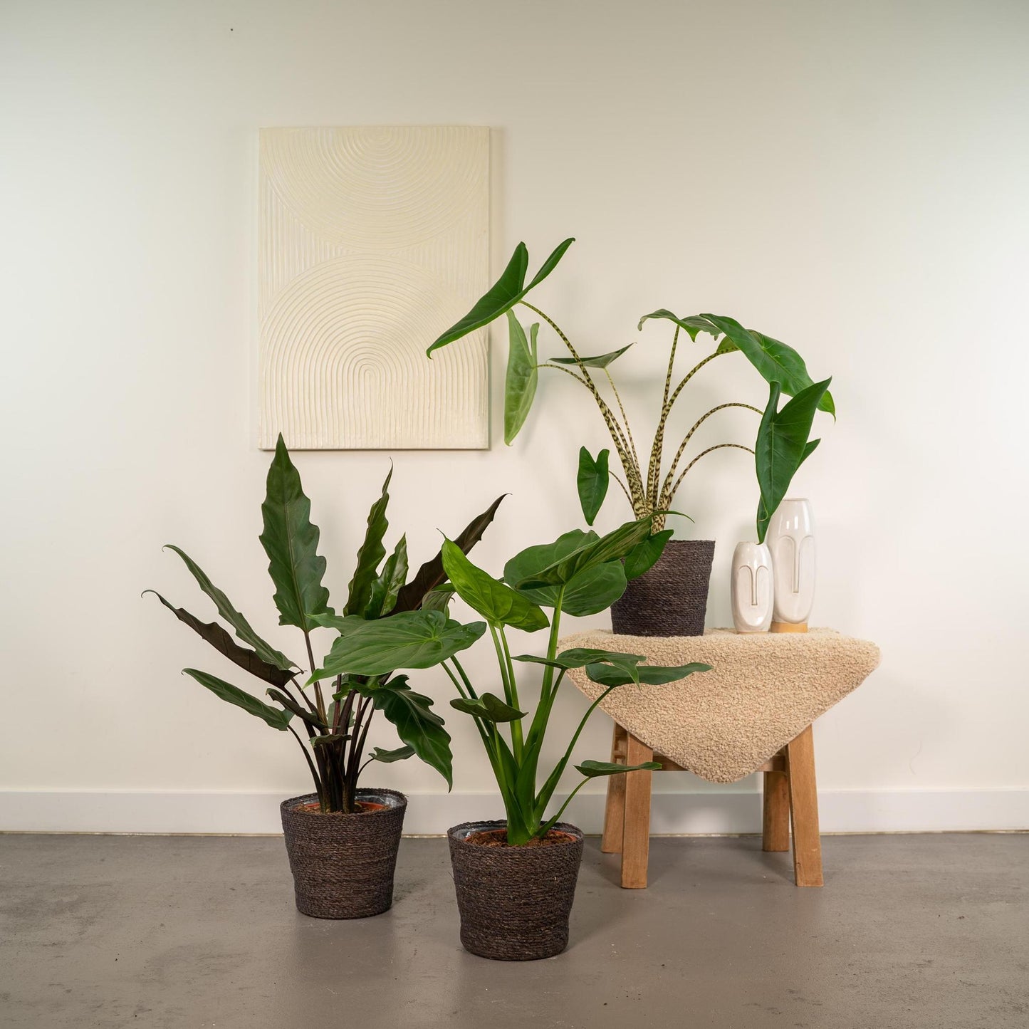 Alocasia Zebrina + Alocasia Cucullata + Alocasia Lauterbachiana