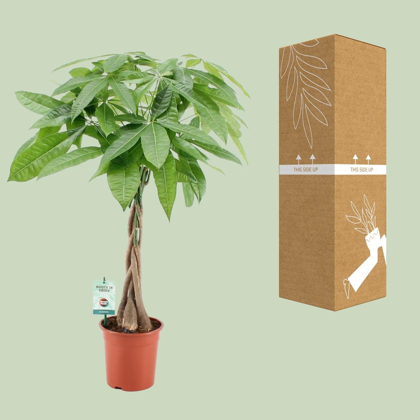 Pachira Aquatica - Eau cacao - Ø19cm - ↕80cm