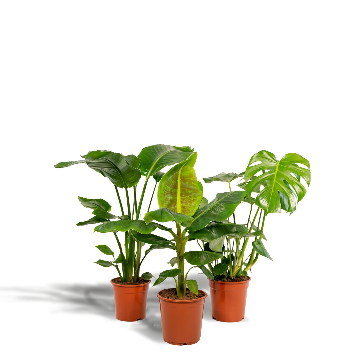 Monstera Deliciosa + Musa Dwarf Cavendish + Strelitzia Nicolai