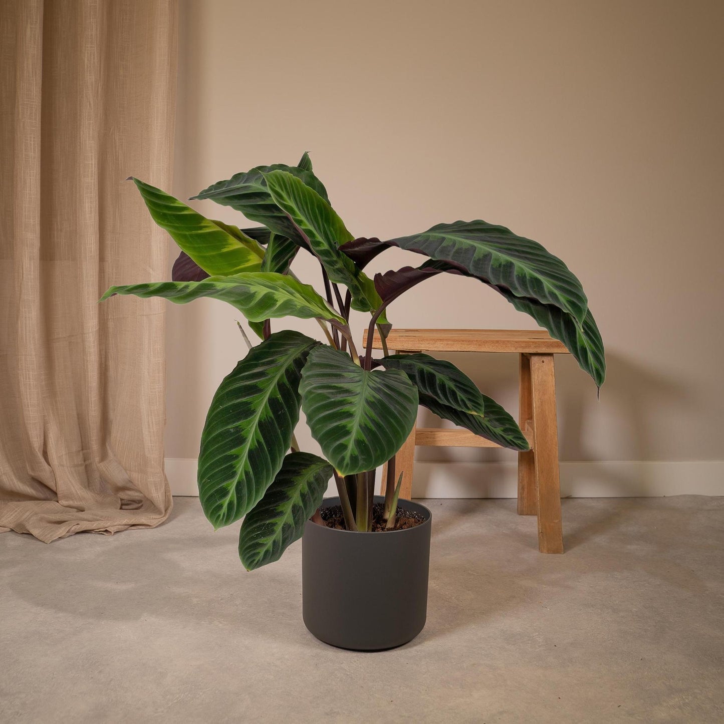 Calathea Warscewiczii - Peacock Plant - 70cm - Ø19