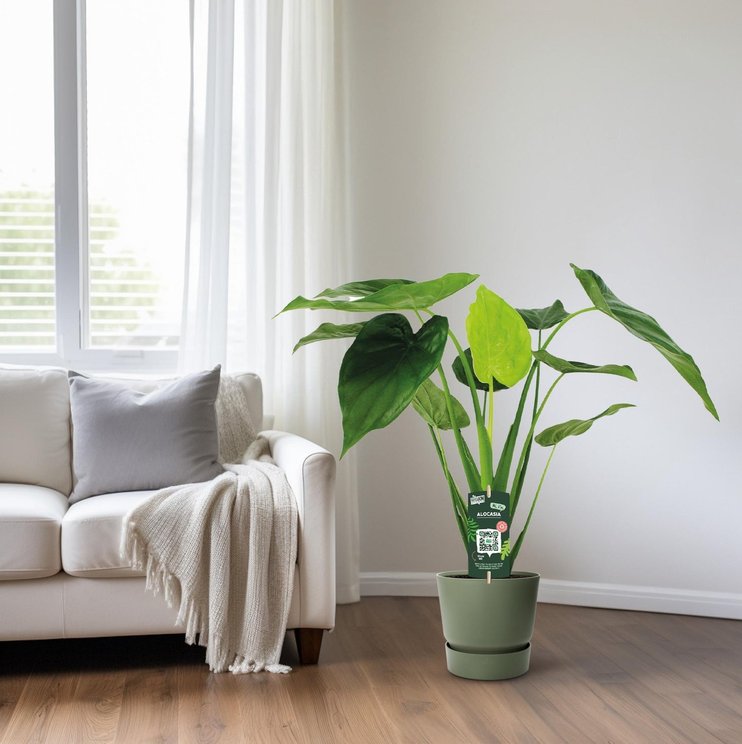 Alocasia Cucullata - Olifantsoor - 55cm - 19cm breed