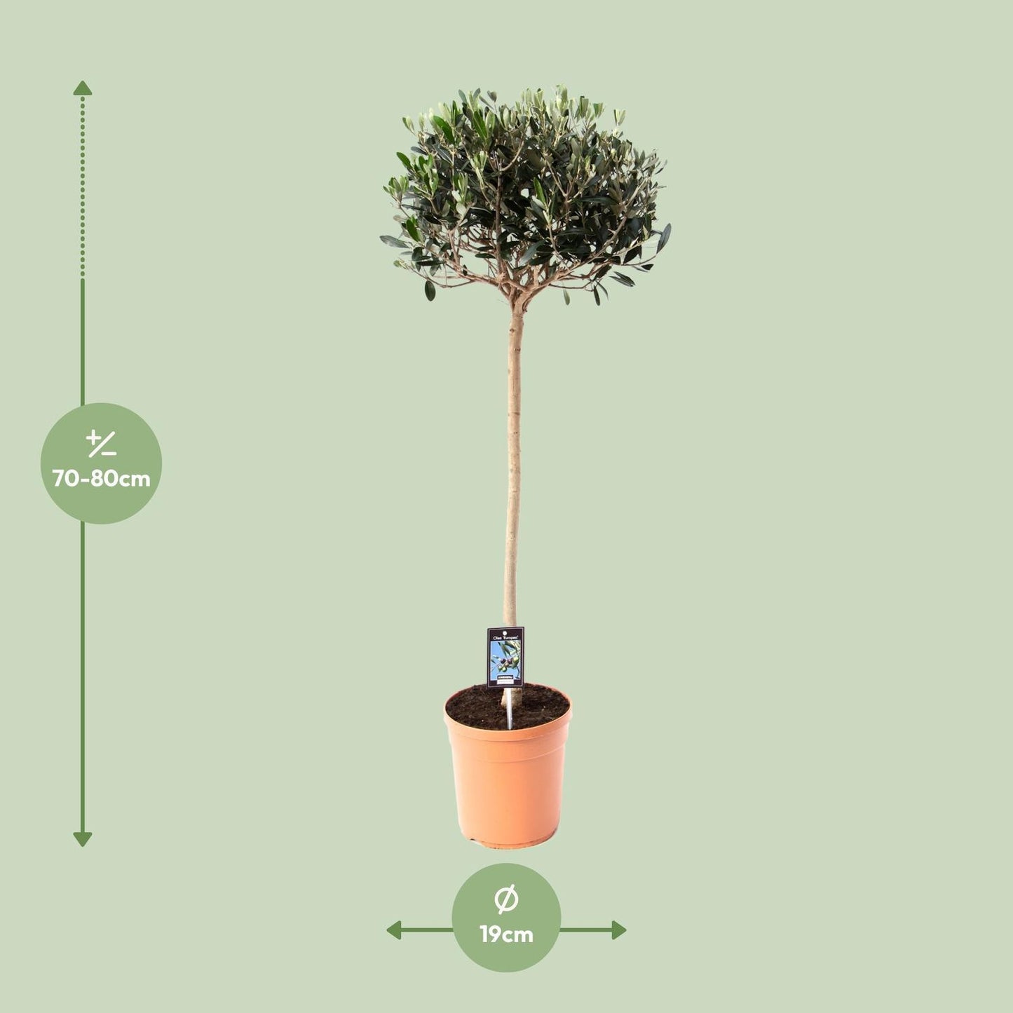 Olijf Olea - Olea Europaea - Ø19cm - ↕80cm
