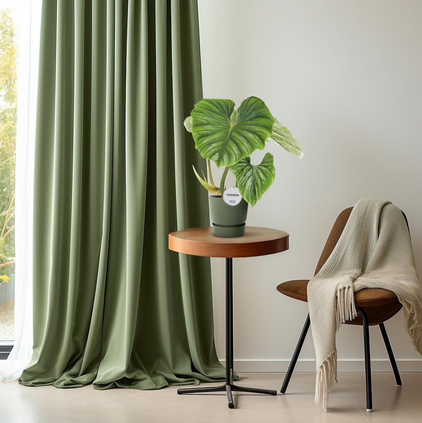 Philodendron Ploughmanii - Ø15cm - ↕50cm