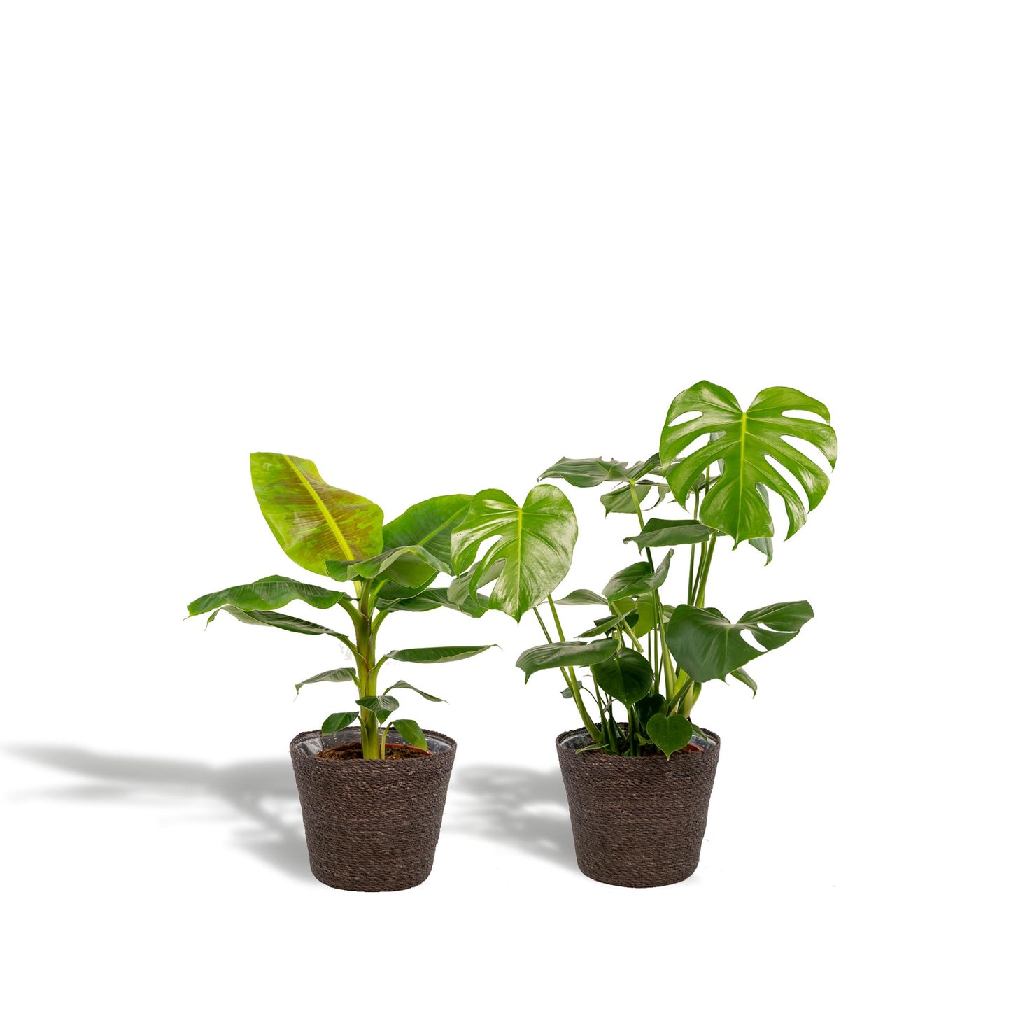 Monstera Deliciosa + Musa Dwarf Cavendish + Mand Igmar