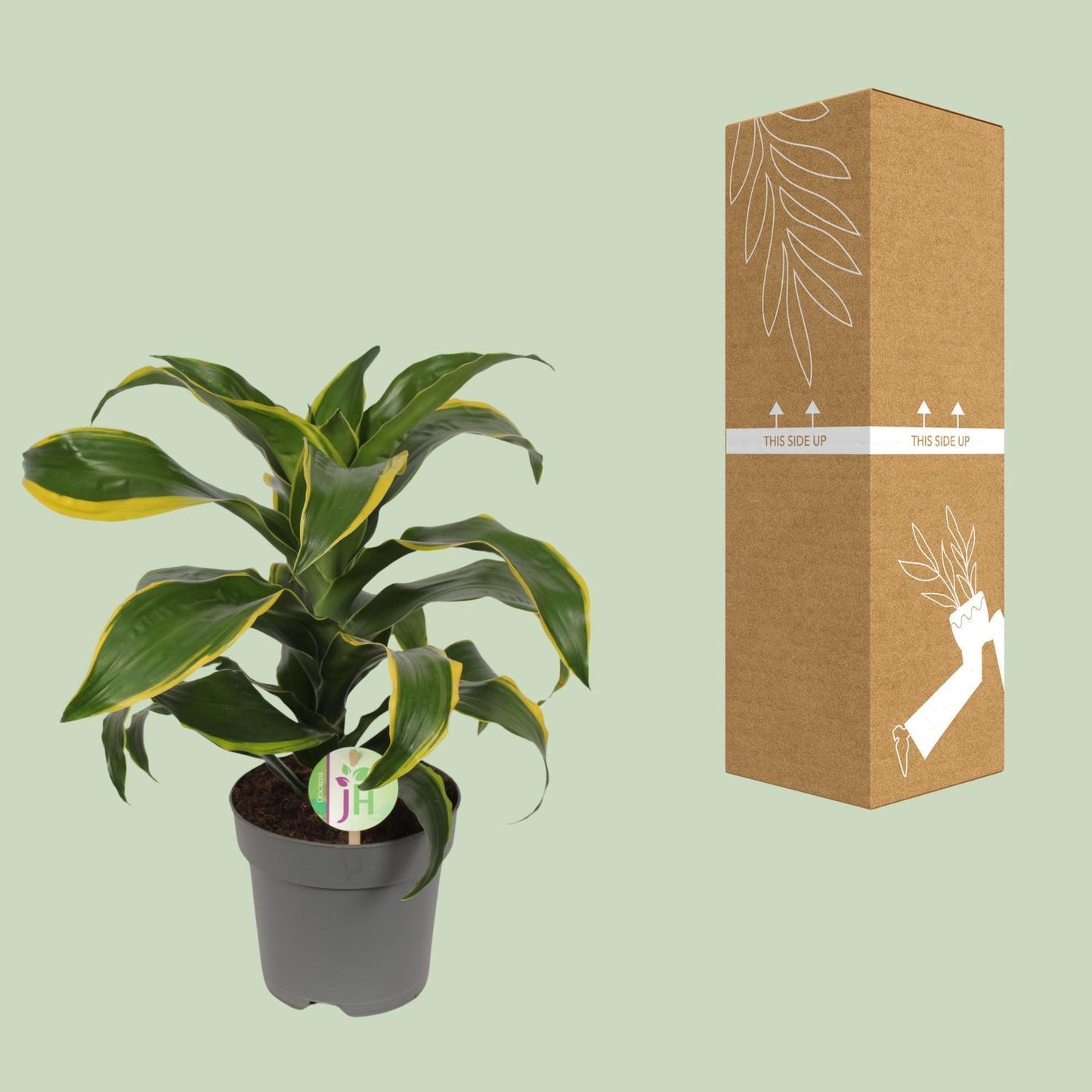 Dracaena Fragrans Green Yellow Ø17cm - ↕40cm