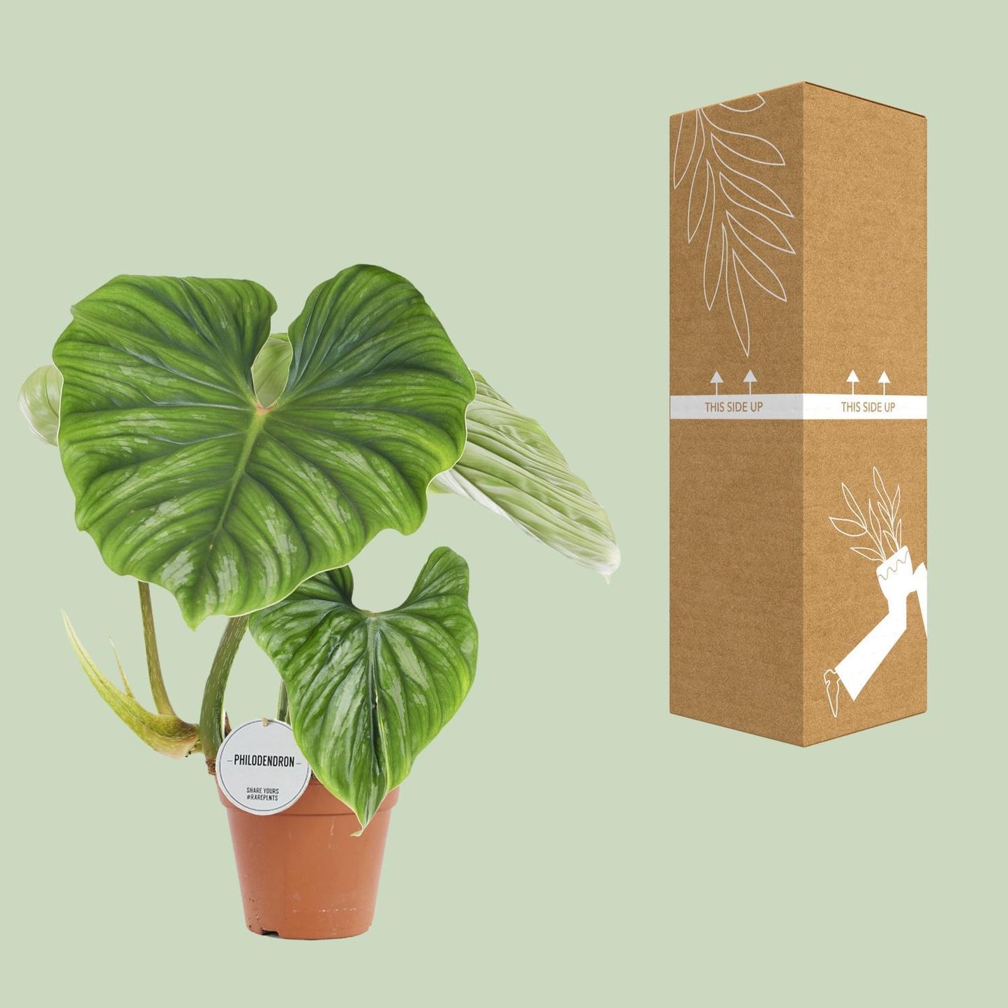 Philodendron Ploughmanii - Ø15cm - ↕50cm