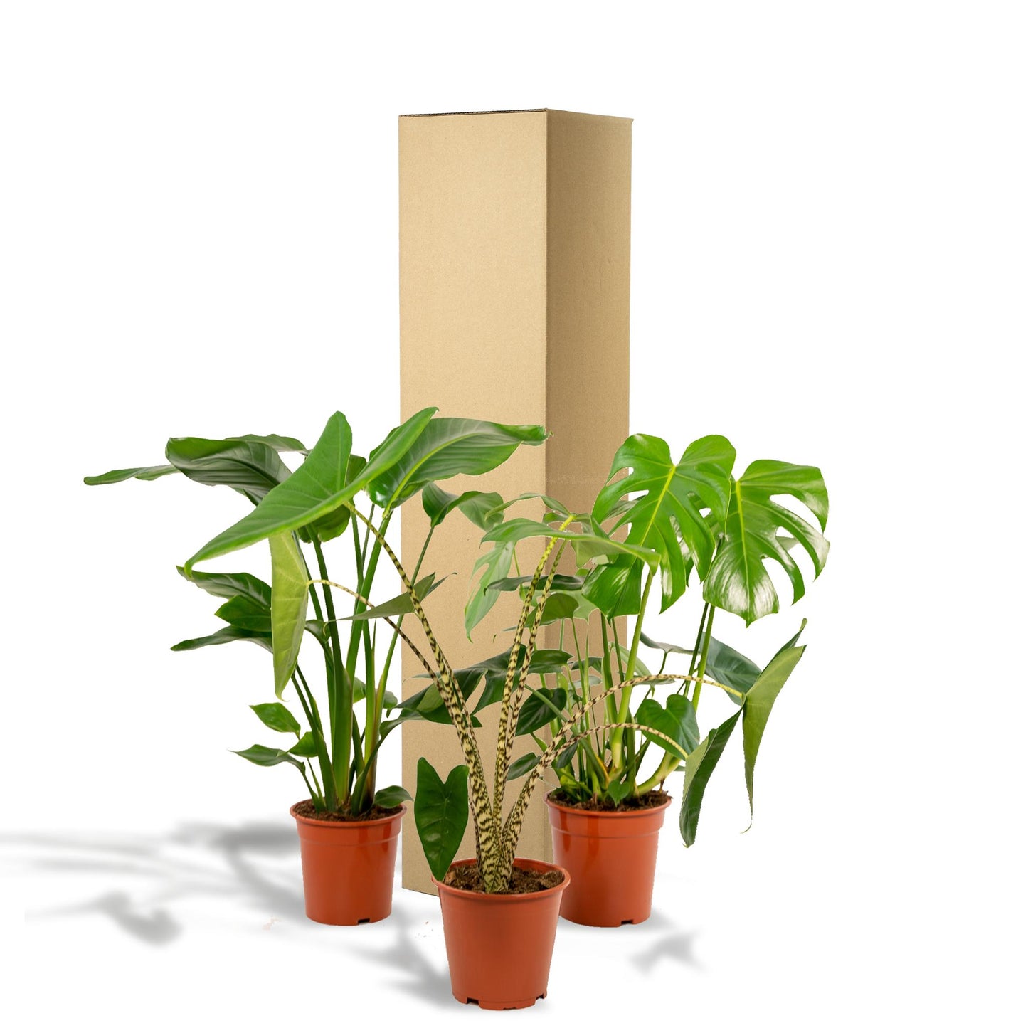 Monstera Deliciosa + Alocasia Zebrina + Strelitzia Nicolai