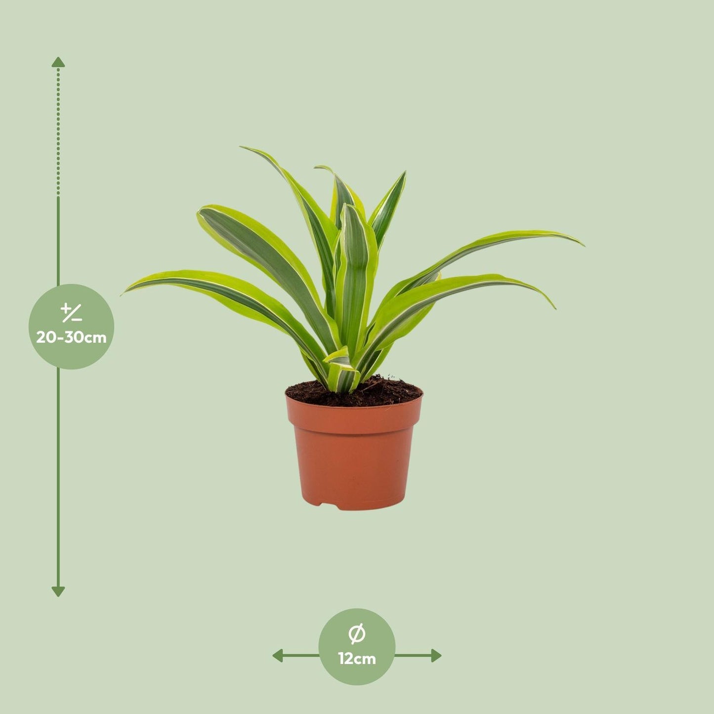 Dracaena Lemon Lime - Ø12cm - ↕27cm