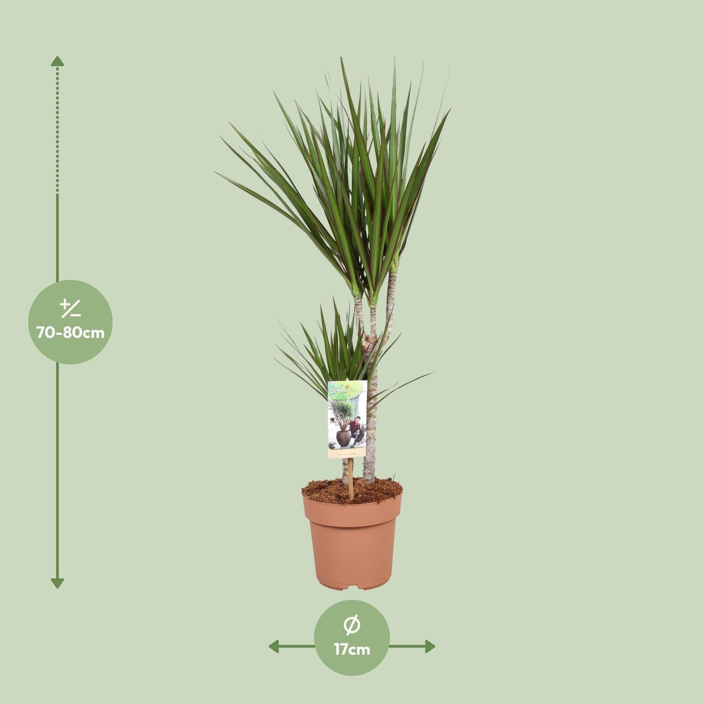 Dracaena Marginata - Ø17cm - ↕75cm