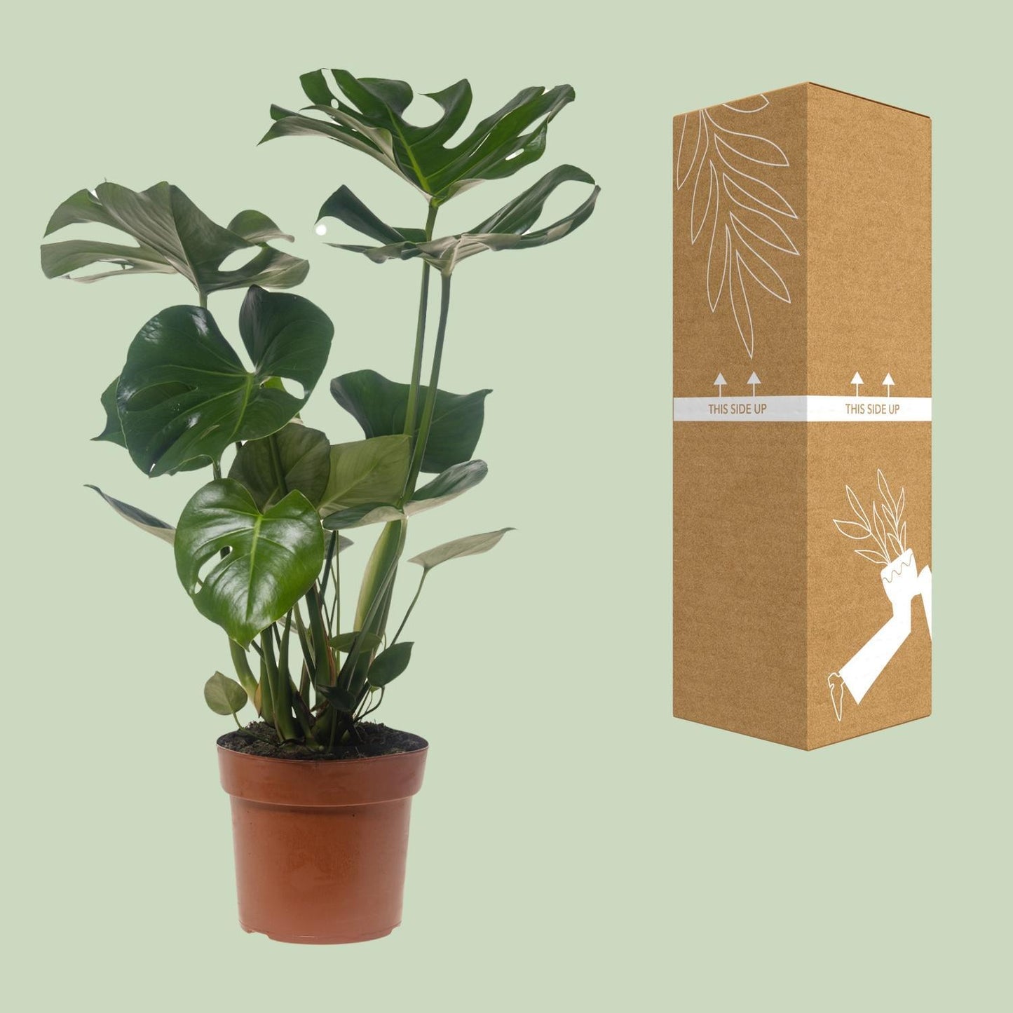 Monstera Deliciosa - Ø21cm - ↕75cm (1)