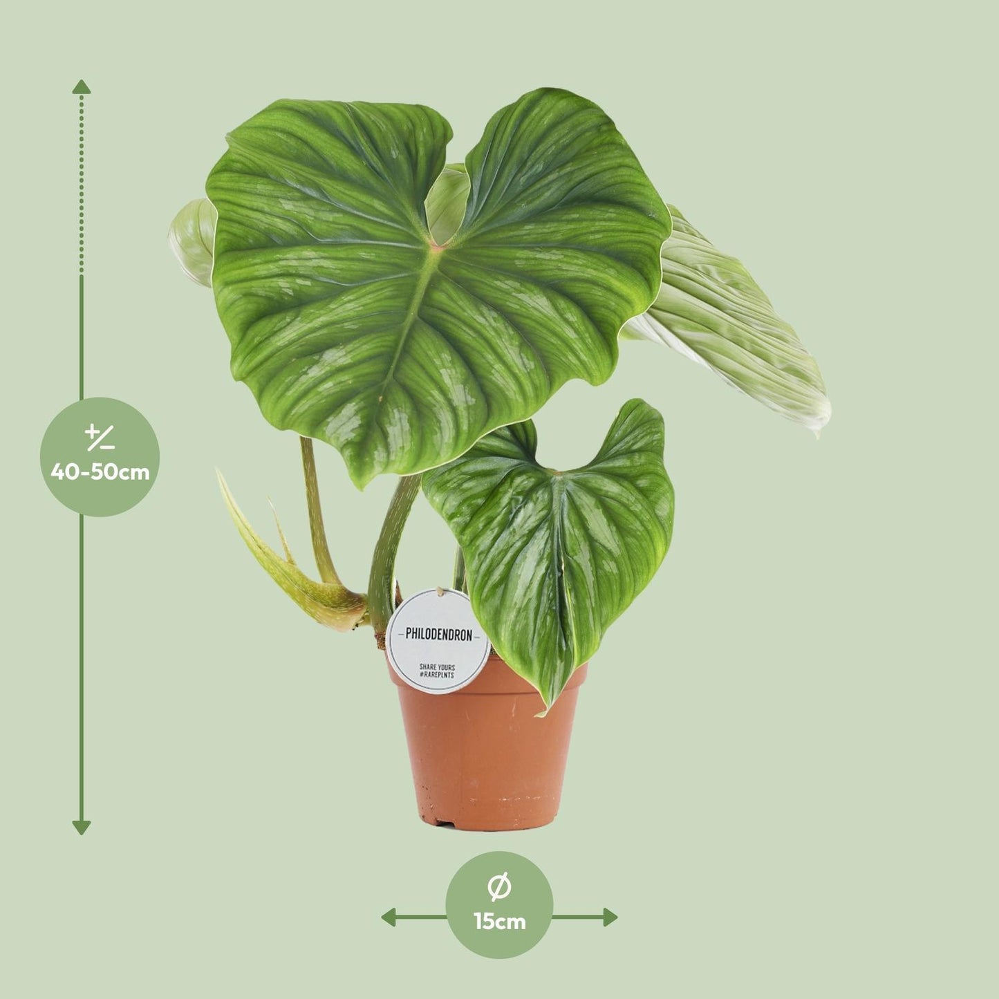 Philodendron Ploughmanii - Ø15cm - ↕50cm