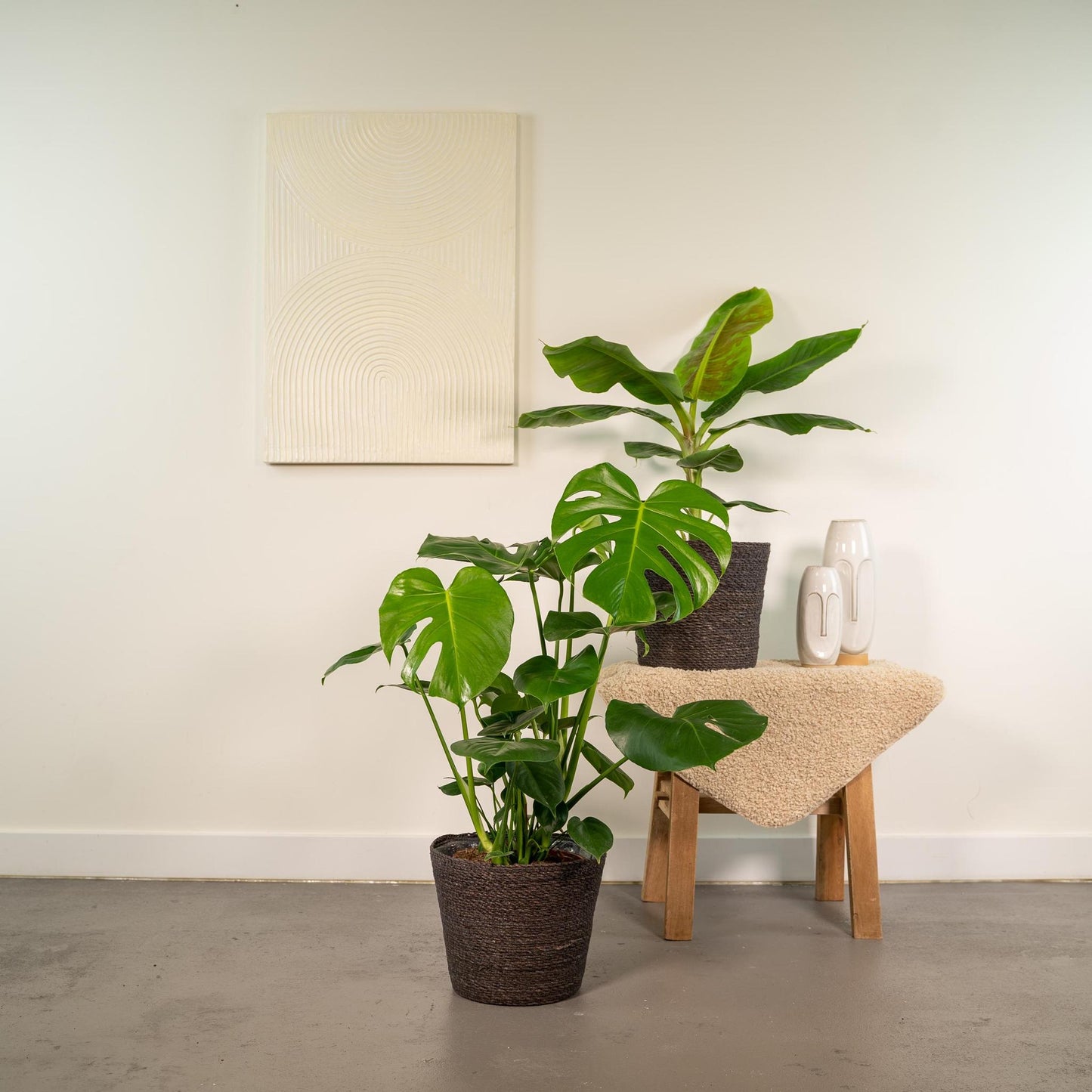 Monstera Deliciosa + Musa Dwarf Cavendish