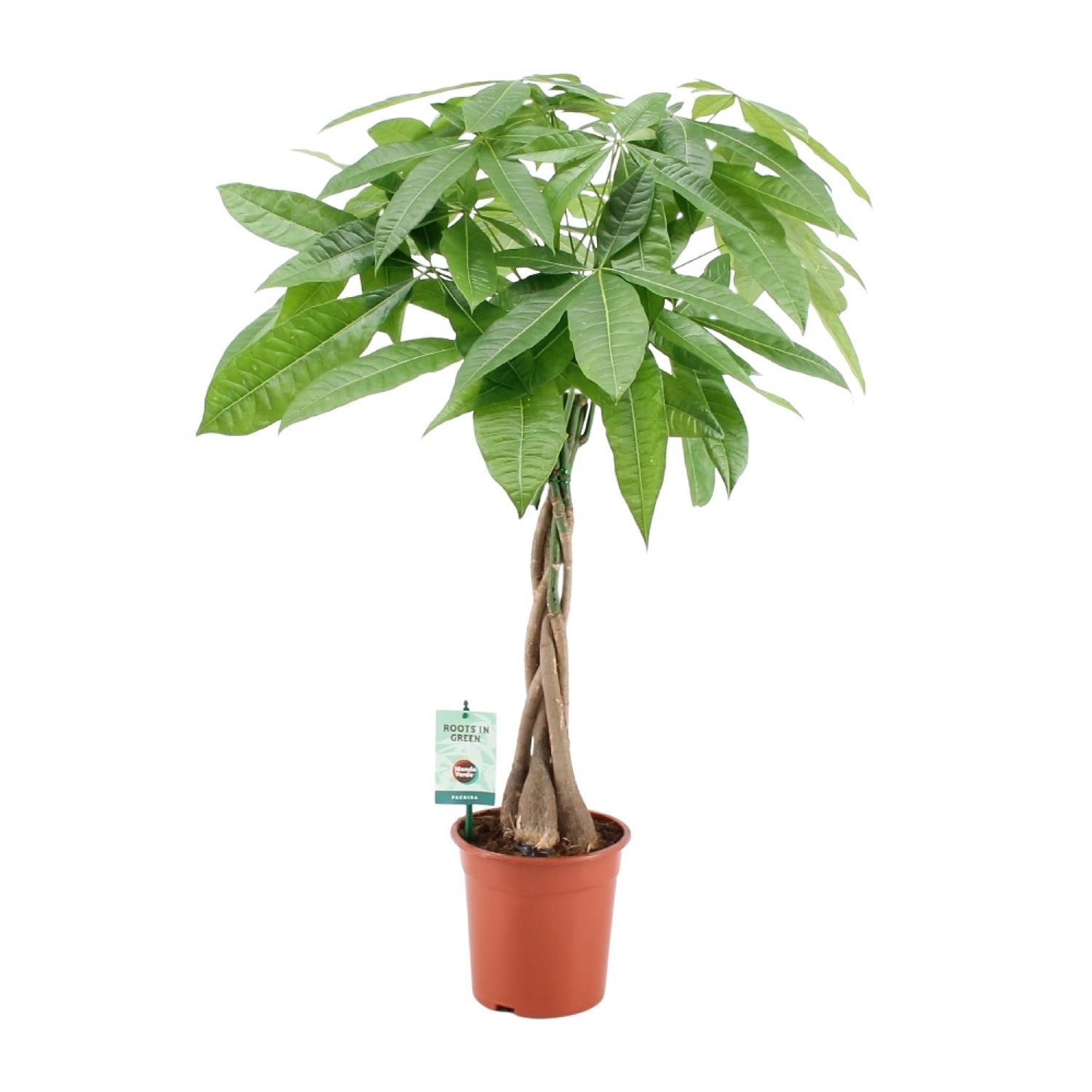 Pachira Aquatica - Eau cacao - Ø19cm - ↕80cm