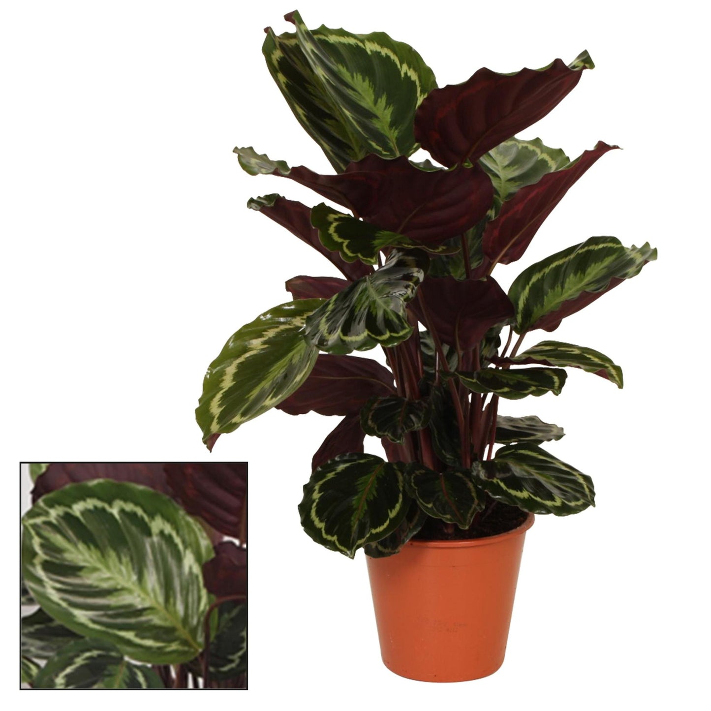 Calathea Medaillon - Ø19 ↕75