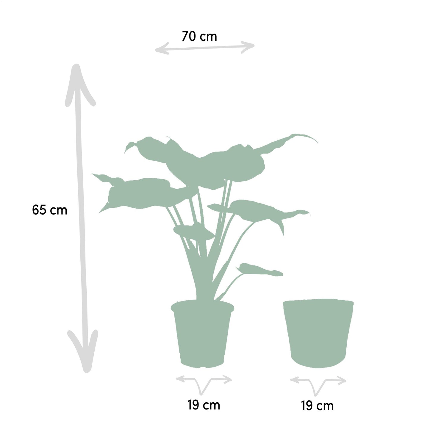 Alocasia Cucullata + Alocasia Lauterbachiana + Mand Igmar