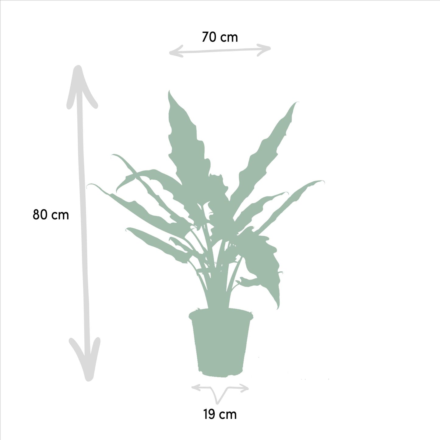 Alocasia Zebrina + Alocasia Lauterbachiana