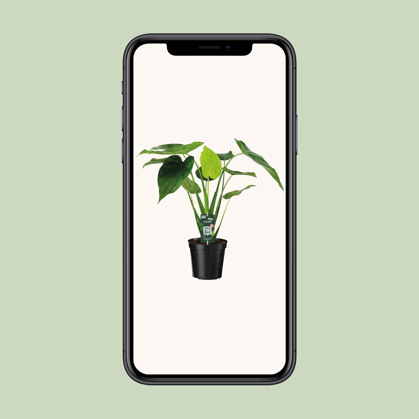 Alocasia Cucullata - Olifantsoor - 55cm - 19cm breed