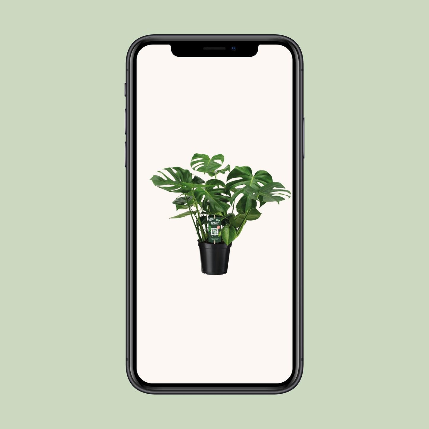Monstera Deliciosa - Gatenplant - 65cm - Ø21 - Ø21 - 65cm