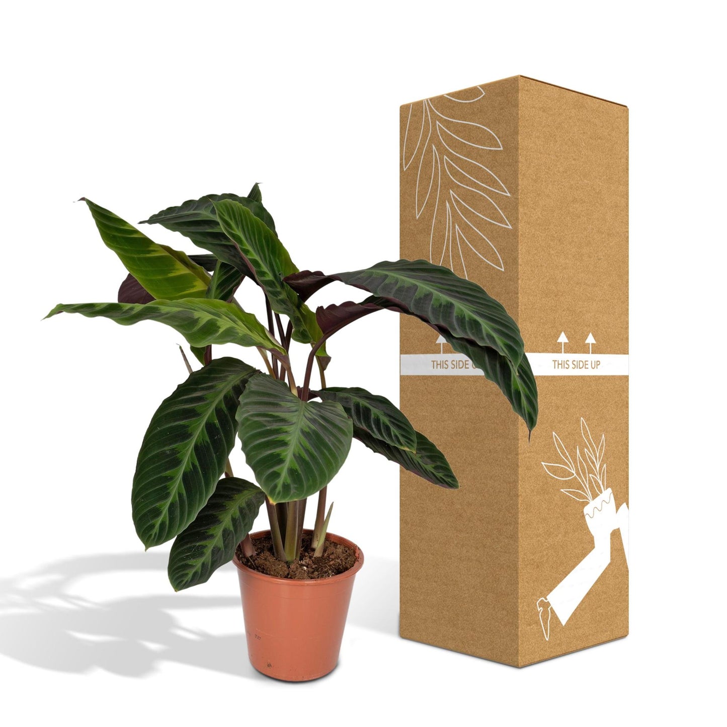Calathea Warscewiczii - Peacock Plant - 70cm - Ø19