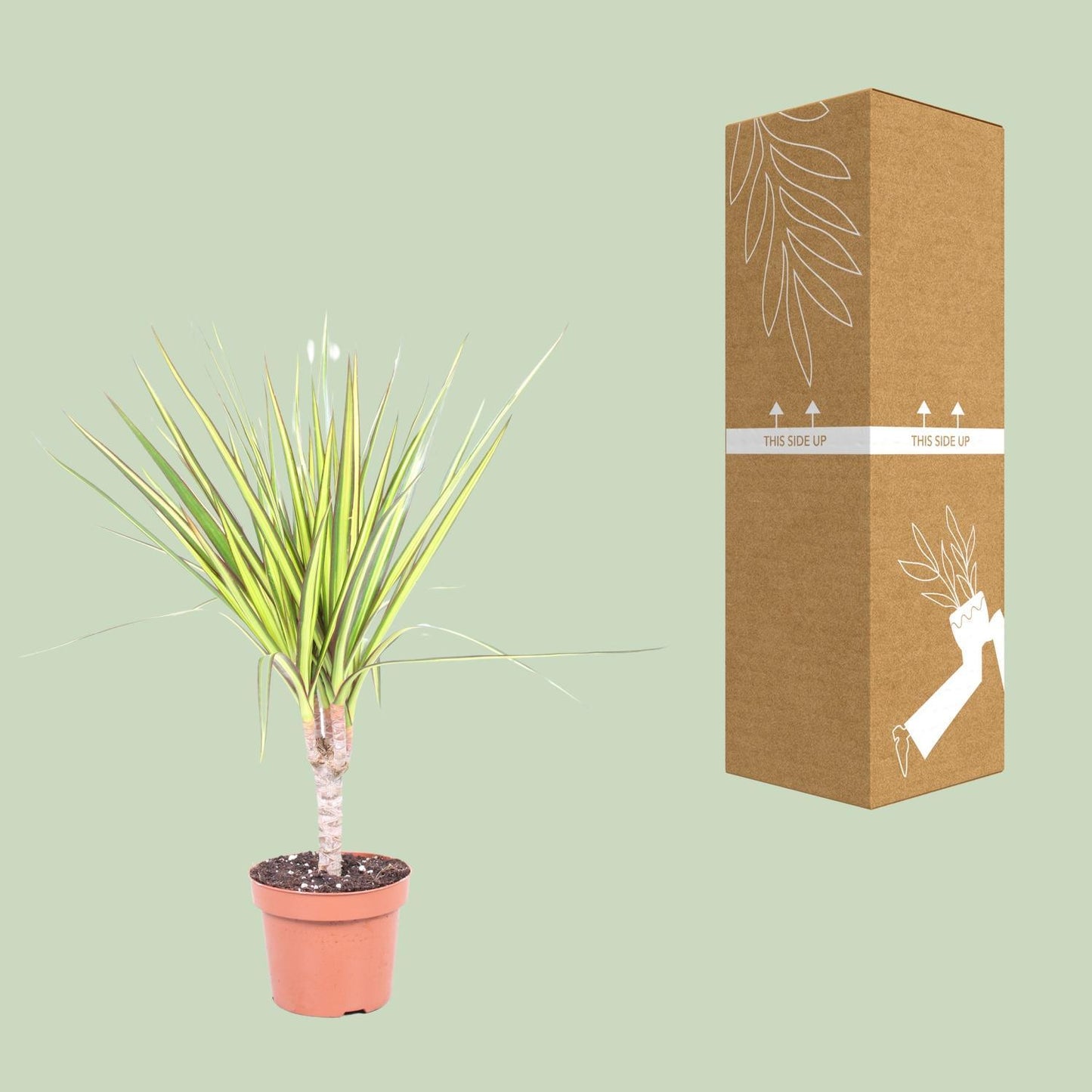 Dracaena Sunray Single Trunk - Ø12cm - ↕50cm