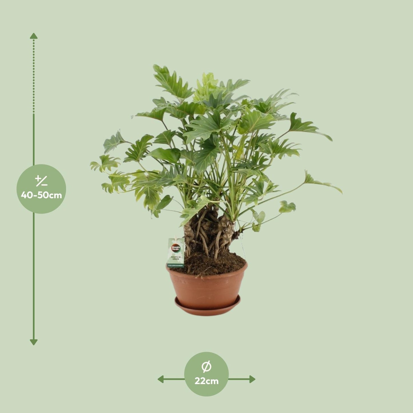 Philodendron Xanadu sur tronc - Ø22cm - ↕50cm