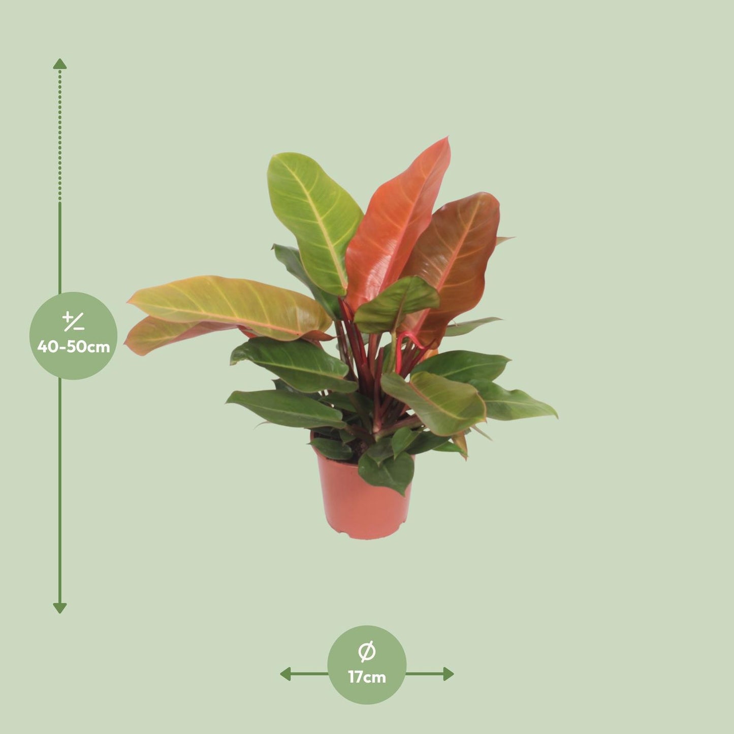 Philodendron Prince d'Orange - Ø17cm - ↕45cm