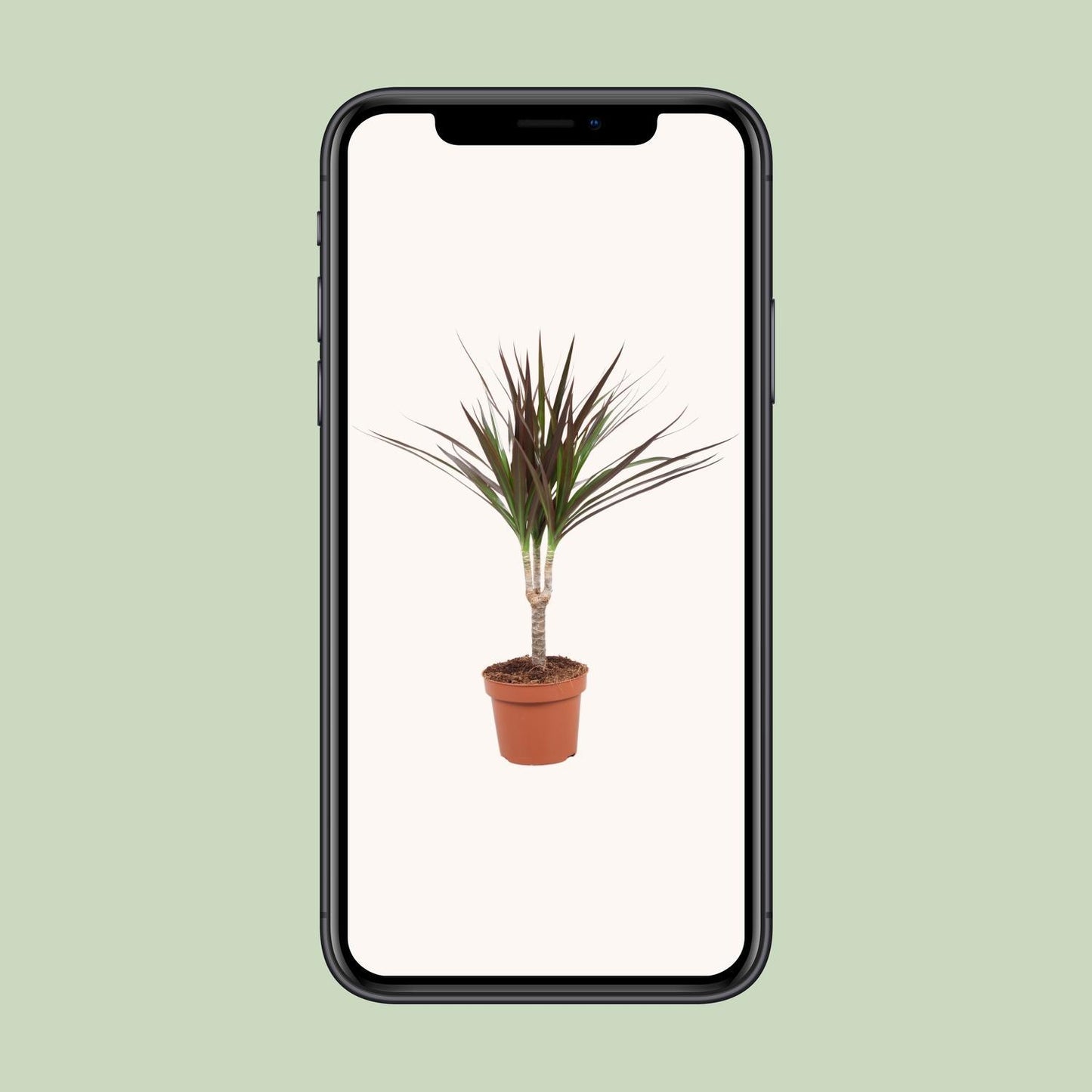 Dracaena Magenta - Ø12cm - ↕50cm