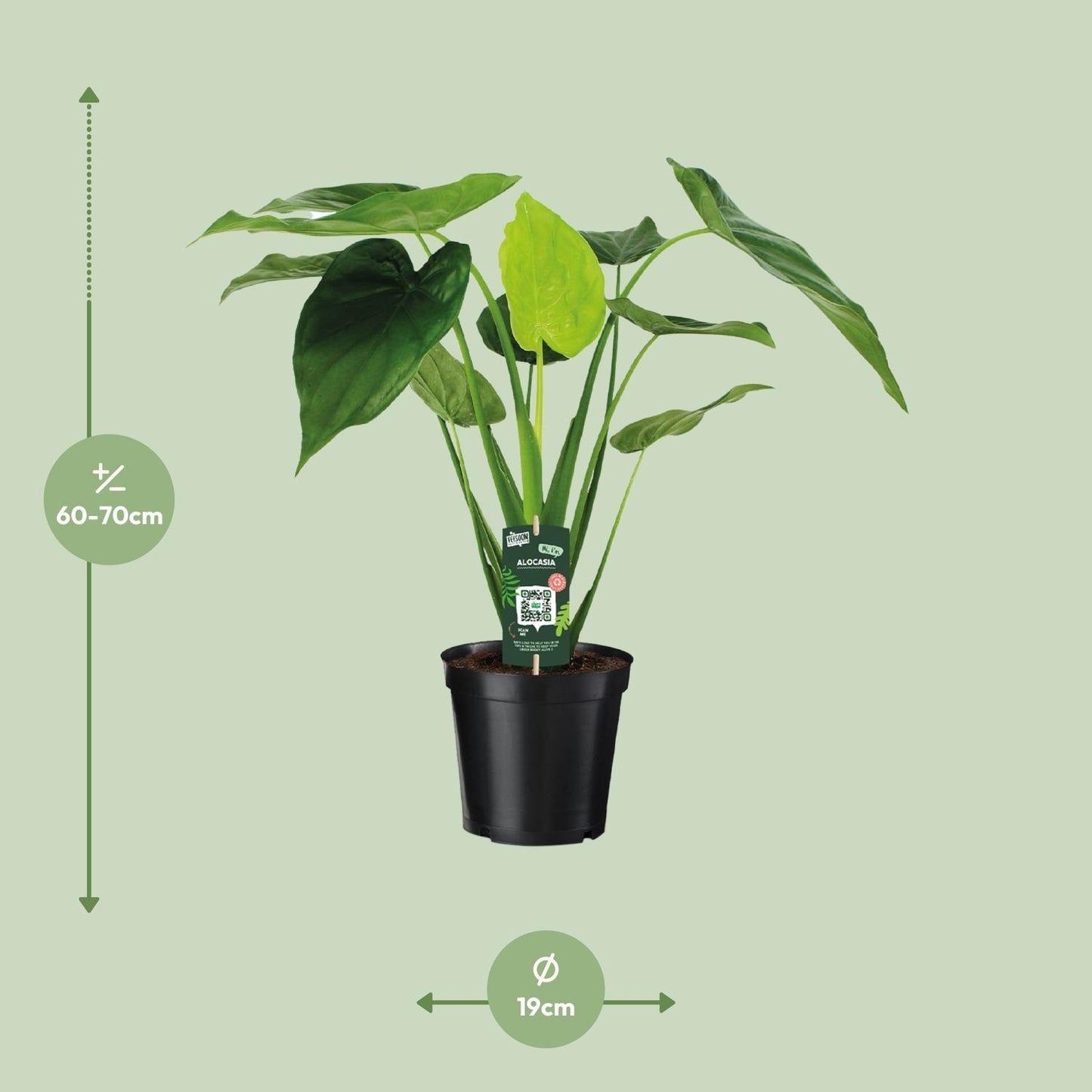 Alocasia Cucullata - Olifantsoor - 55cm - 19cm breed