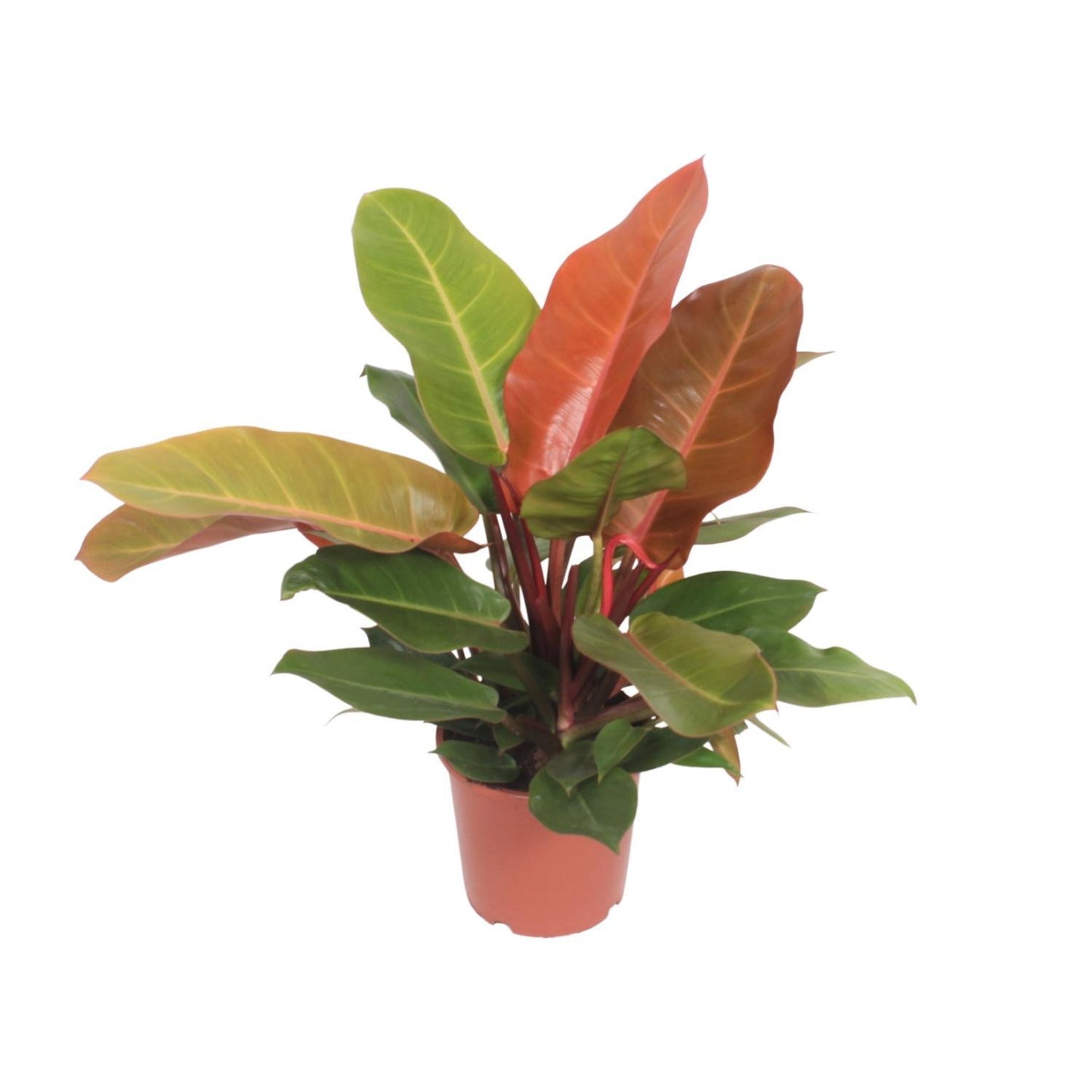 Philodendron Prince d'Orange - Ø17cm - ↕45cm