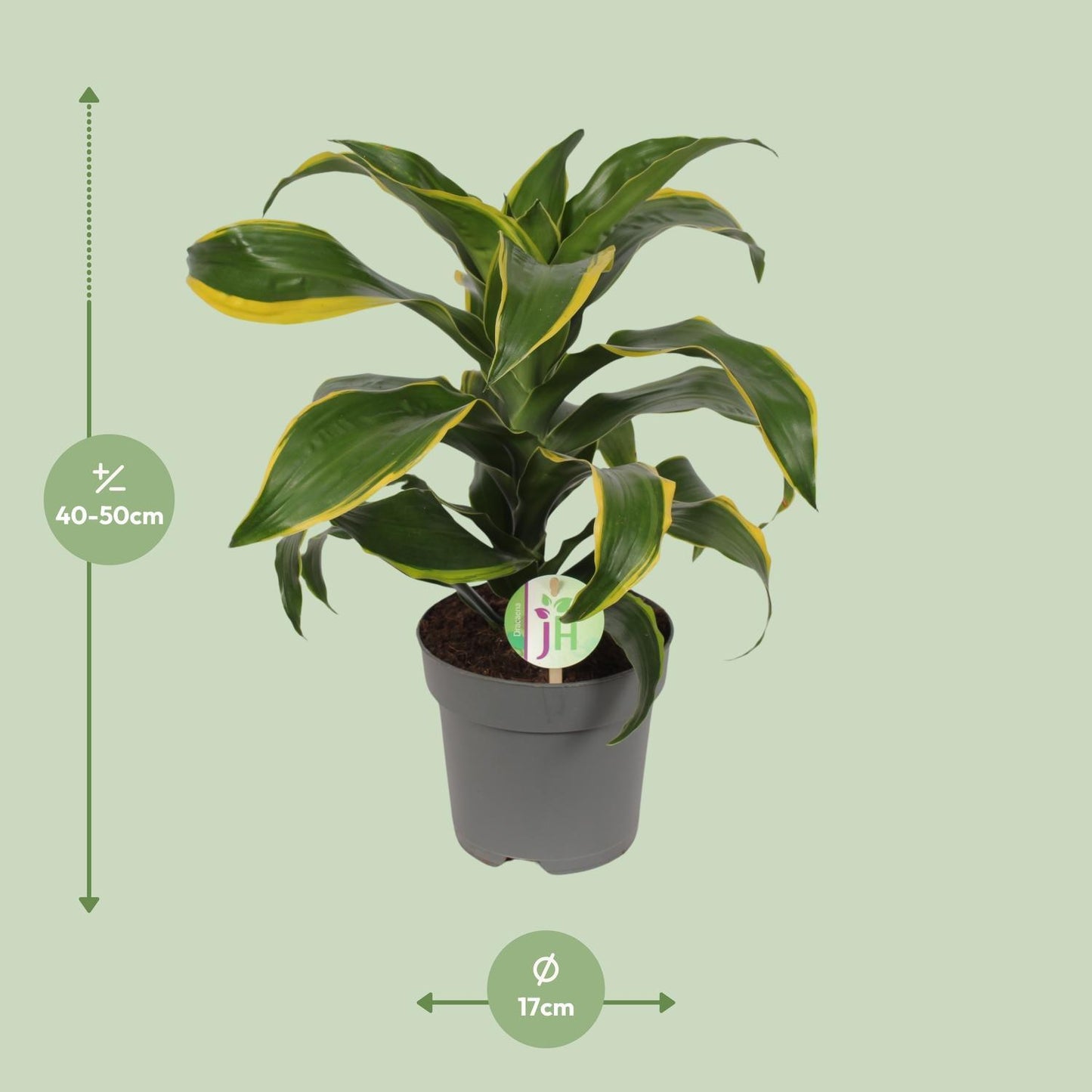 Dracaena Fragrans Green Yellow Ø17cm - ↕40cm