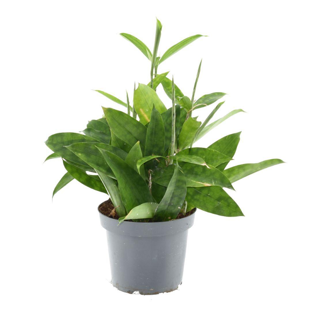 Dracaena Surculosa - Ø14cm - ↕40cm