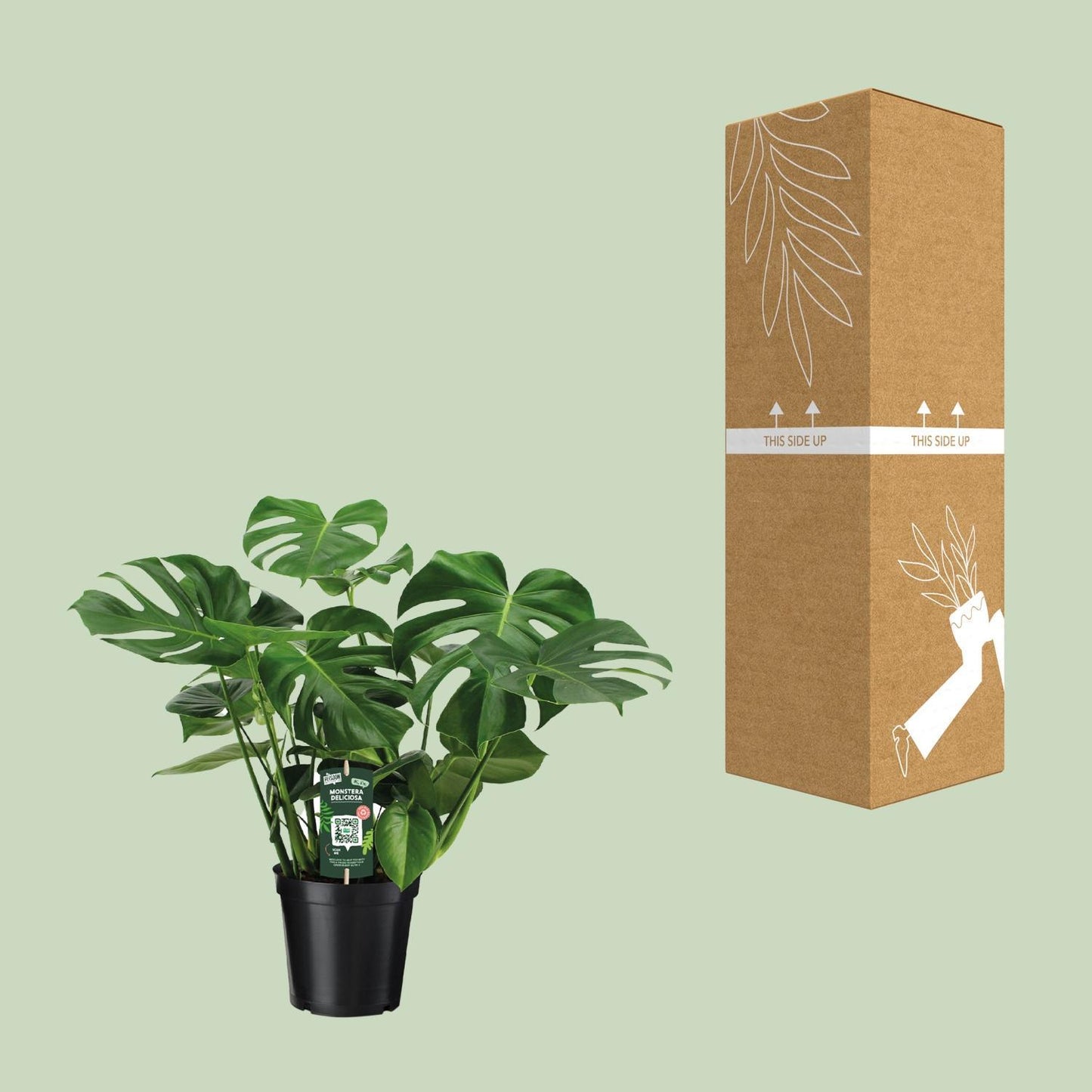 Monstera Deliciosa - Gatenplant - 65cm - Ø21 - Ø21 - 65cm